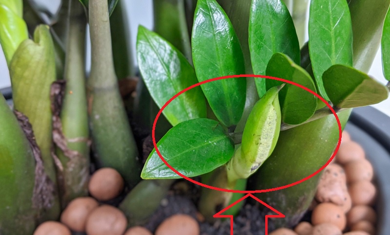 5 cây phong thủy chục năm chẳng thấy nở hoa, nhưng đã nở là thần Tài đến, quý nhân về-1