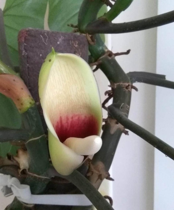 5 cây phong thủy chục năm chẳng thấy nở hoa, nhưng đã nở là thần Tài đến, quý nhân về-2