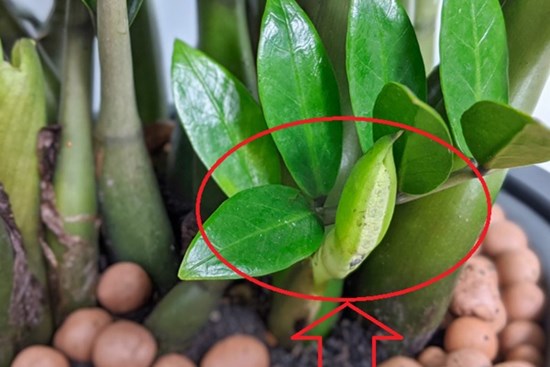 5 cây phong thủy chục năm chẳng thấy nở hoa, nhưng đã nở là thần Tài đến, quý nhân về