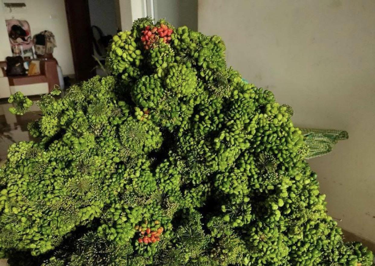 8 triệu một ký hoa sâm Ngọc Linh, ngâm rượu toàn hàng Trung Quốc-2