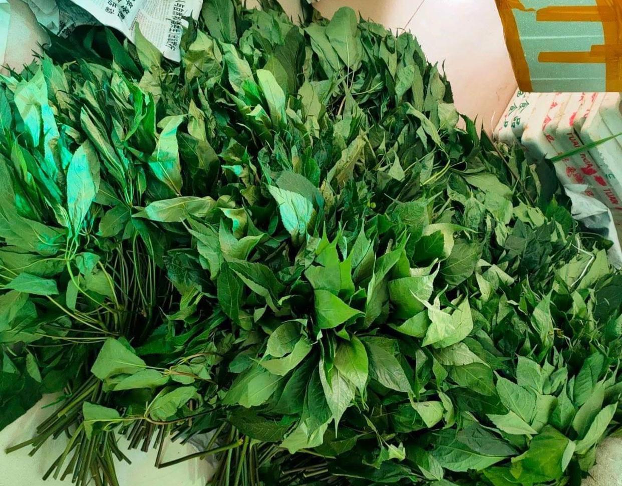 8 triệu một ký hoa sâm Ngọc Linh, ngâm rượu toàn hàng Trung Quốc-3