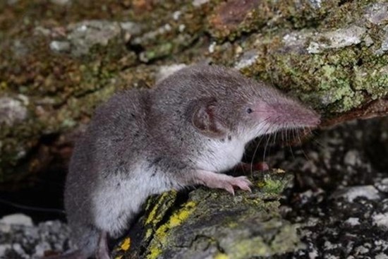 Trung Quốc phát hiện virus mới “LayV” gây bệnh từ động vật có thể lây sang người