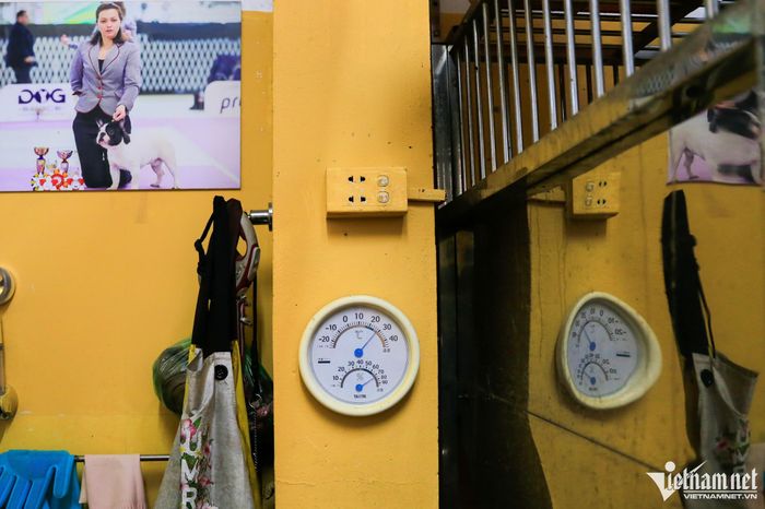 Nuôi chó cho ăn cá hồi, thịt bò, gà thu về tiền tỷ đồng mỗi năm-6