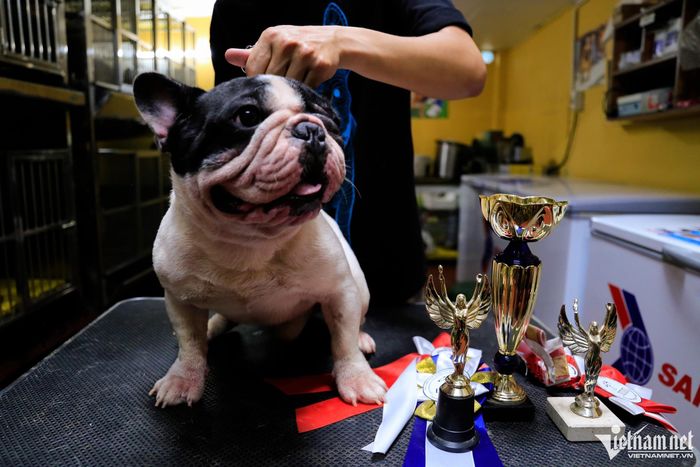 Nuôi chó cho ăn cá hồi, thịt bò, gà thu về tiền tỷ đồng mỗi năm-4