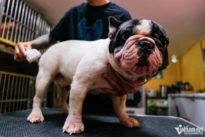 Nuôi chó cho ăn cá hồi, thịt bò, gà thu về tiền tỷ đồng mỗi năm-2