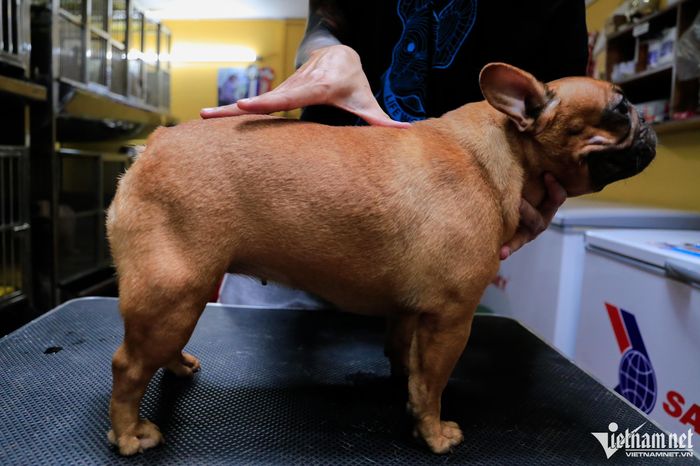 Nuôi chó cho ăn cá hồi, thịt bò, gà thu về tiền tỷ đồng mỗi năm-10