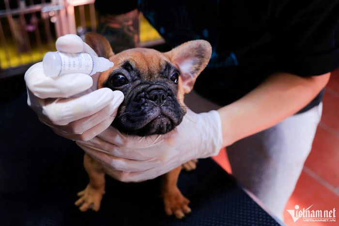 Nuôi chó cho ăn cá hồi, thịt bò, gà thu về tiền tỷ đồng mỗi năm-12