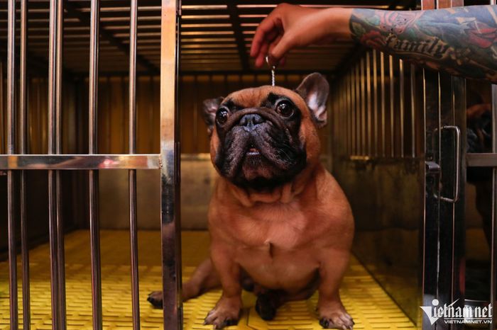 Nuôi chó cho ăn cá hồi, thịt bò, gà thu về tiền tỷ đồng mỗi năm-3