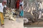 Bé gái bị rắn cắn chết khi chơi trốn tìm, người lớn lùng tìm được 40 con rắn độc
