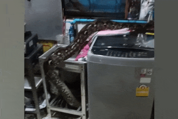 Người phụ nữ 'chết đứng' khi phát hiện trăn khủng bò lổm ngổm trong nhà bếp