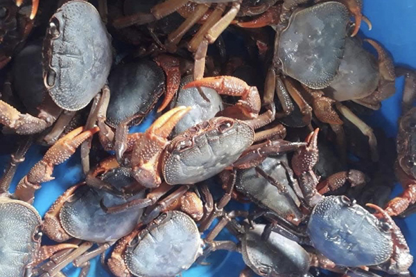 Loại cua lạ chỉ có ở Bình Thuận, vô cùng khan hiếm, 500.000/kg khách tranh nhau mua-11