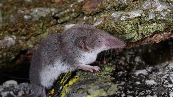 Sự nguy hiểm của loại virus mới được phát hiện ở Trung Quốc-1