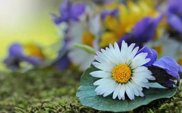 Giữa tháng 8, 4 con giáp có điềm lành về tài lộc, càng về cuối năm càng giàu-4