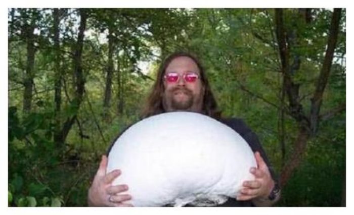 Nấm lực sĩ to như cái chum, giá đắt ngang biệt thự-2