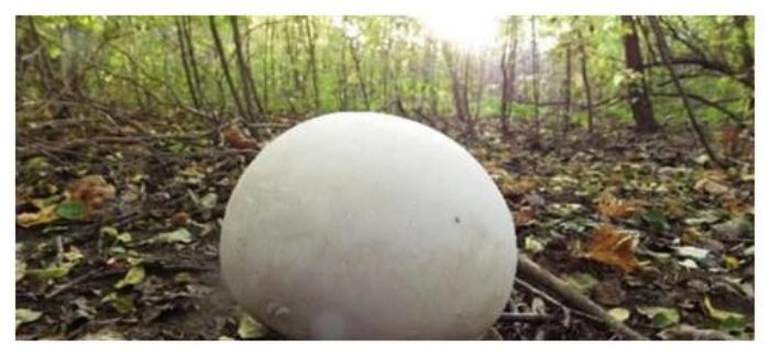 Nấm lực sĩ to như cái chum, giá đắt ngang biệt thự-3