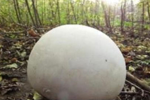 Nấm nhìn y hệt trứng bách thảo, 1kg có giá gần 700 triệu-5