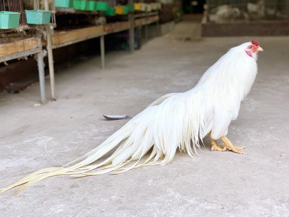 Những chú gà quý hiếm, độc nhất thế giới của Việt Nam-2