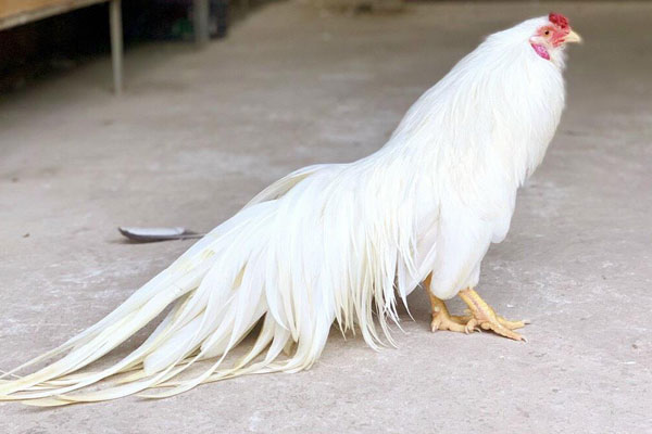 Giống cỏ được ví như vàng, ở Việt Nam cũng có nhưng hiếm ai nhận ra-3