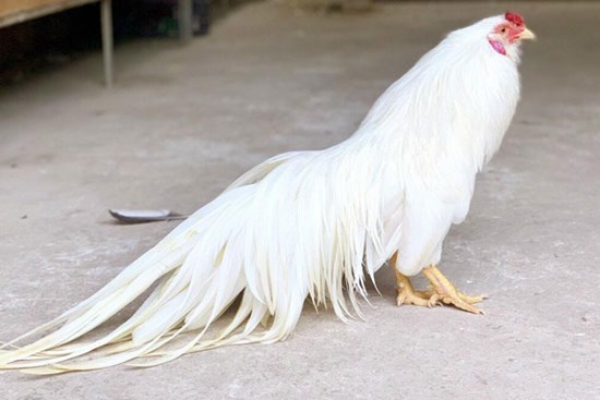 Những chú gà quý hiếm, độc nhất thế giới của Việt Nam