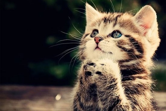 Tử vi định sẵn: 4 tuổi có căn phú quý, Thần Phật che chở biến hung thành cát 2023 trúng số, 2024 mua nhà