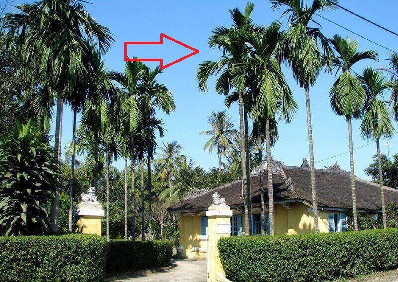 4 cây cảnh là mèo Thần Tài, 3 cây hoa tỏa hương hút lộc trồng trước nhà con cháu tha hồ hưởng phúc-1