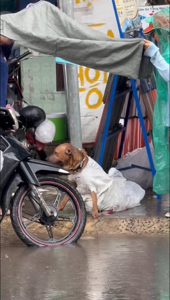 Chú chó trốn khỏi kẻ trộm giữa mưa và cử chỉ được khen hết lời của 2 cô gái lạ-2