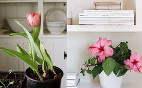 5 loại hoa đẹp mấy cũng không nên trưng trong nhà kẻo phá tài lộc, công danh lụi bại khó ngóc đầu lên được-1