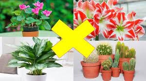 5 loại hoa đẹp mấy cũng không nên trưng trong nhà kẻo phá tài lộc, công danh lụi bại khó ngóc đầu lên được-2