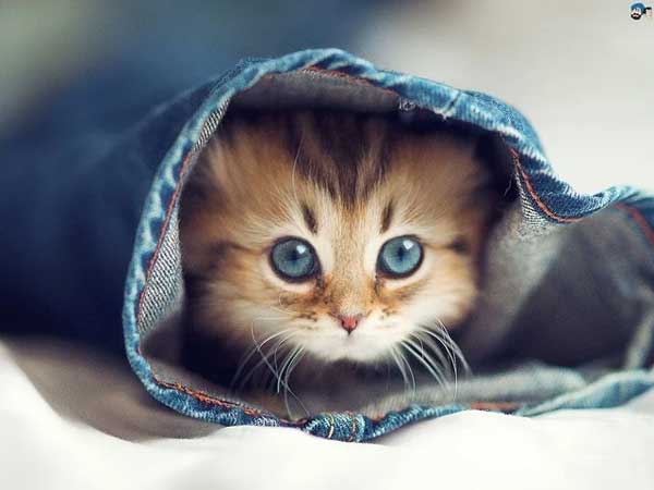 Thần Tài điểm danh tháng 9 dương lịch: 4 tuổi đỏ cả tình lẫn tiền, làm đâu trúng đó, giàu có hơn người-3