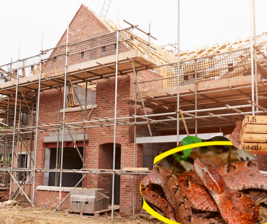 Vì sao ông cha ta bảo: Xây nhà chọn nơi rắn nằm sưởi ấm, 3 đời sau vẫn còn linh nghiệm?-1