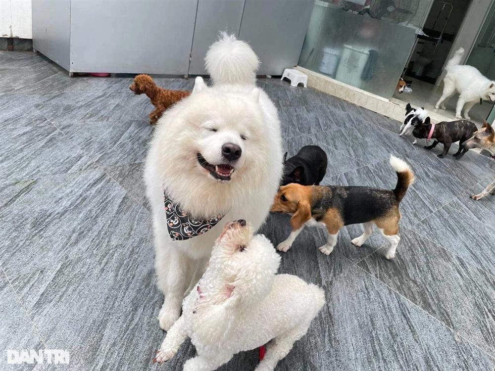 Lạ lùng dịch vụ gửi thú cưng đi... nhà trẻ sang chảnh ở Hà Nội-1