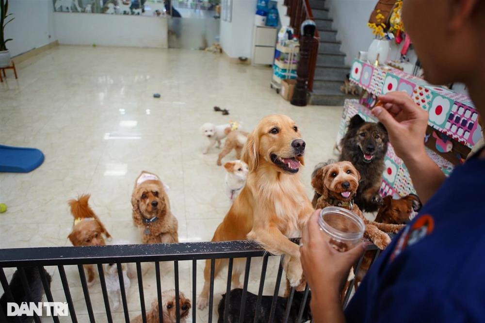 Lạ lùng dịch vụ gửi thú cưng đi... nhà trẻ sang chảnh ở Hà Nội-3