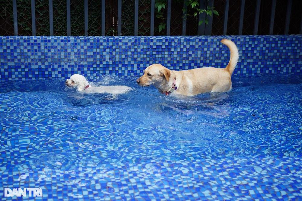 Lạ lùng dịch vụ gửi thú cưng đi... nhà trẻ sang chảnh ở Hà Nội-6