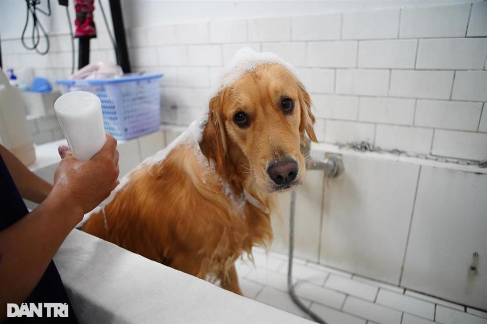 Lạ lùng dịch vụ gửi thú cưng đi... nhà trẻ sang chảnh ở Hà Nội-7