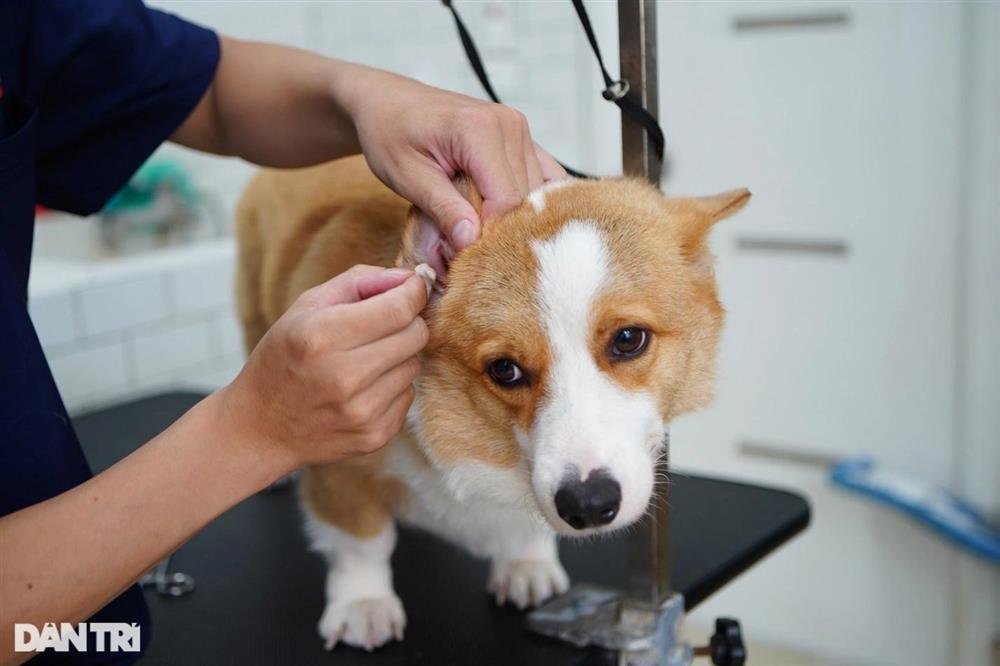 Lạ lùng dịch vụ gửi thú cưng đi... nhà trẻ sang chảnh ở Hà Nội-8