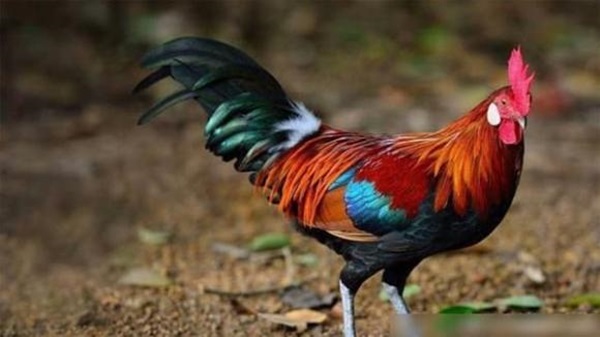 Người tuổi Dậu sinh năm nào sẽ gặp may mắn, được quý nhân phù trợ, có tài vận tốt?-1