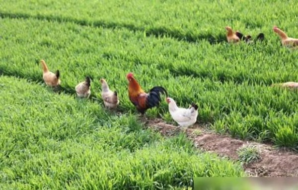 Người tuổi Dậu sinh năm nào sẽ gặp may mắn, được quý nhân phù trợ, có tài vận tốt?-2