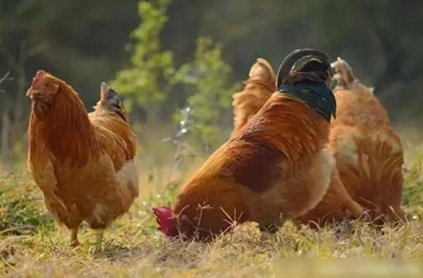 Người tuổi Dậu sinh năm nào sẽ gặp may mắn, được quý nhân phù trợ, có tài vận tốt?-3