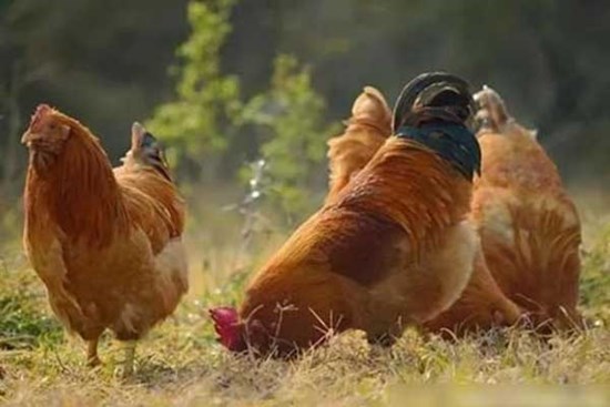 Người tuổi Dậu sinh năm nào sẽ gặp may mắn, được quý nhân phù trợ, có tài vận tốt?