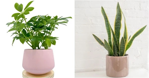 7 loại cây cảnh hút lộc, ăn tiền, đặt ở phòng khách thì tài lộc ào ào vào nhà, chẳng lo túng thiếu-2