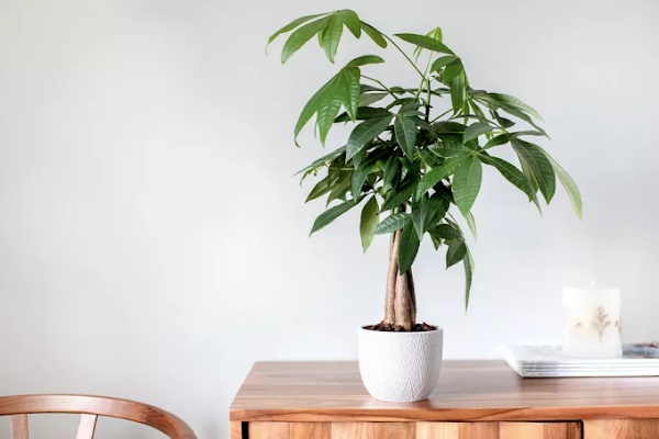 5 cây cảnh cực đẹp, có cây là vị thuốc quý nhưng đại độc, cẩn thận khi cắt tỉa kẻo mang họa-12