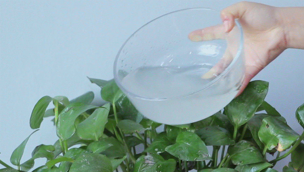 Đừng đổ nước vo gạo đi, chỉ cần 1 bát là giải quyết được nhiều vấn đề siêu thiết thực trong cuộc sống-5