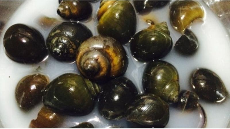 Đừng đổ nước vo gạo đi, chỉ cần 1 bát là giải quyết được nhiều vấn đề siêu thiết thực trong cuộc sống-6