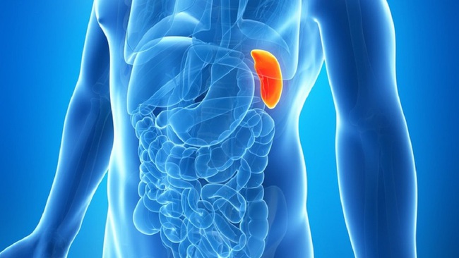 Có 1 bộ phận cơ thể rất quan trọng nhưng lại làm việc thầm lặng” và ít được để tâm-1