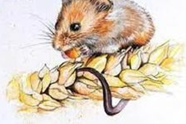 3 tuổi vận đỏ như son vượt vũ môn hóa rồng Tình - Tiền - Danh đều như ý cuối năm Nhâm Dần 2022-3