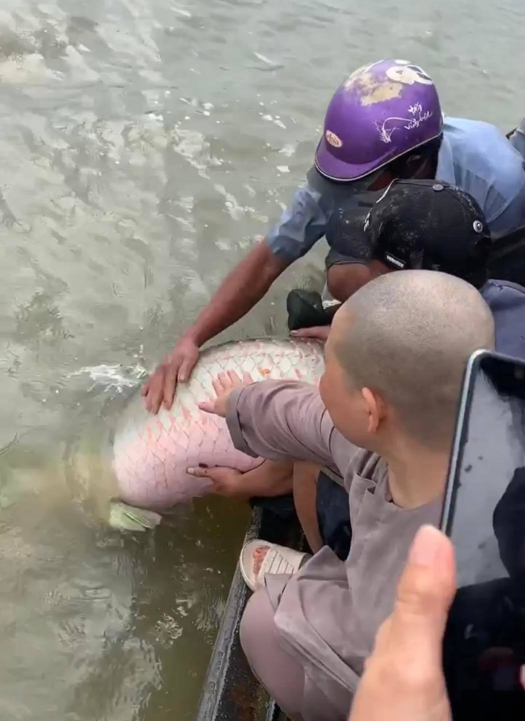 Xôn xao phóng sinh cá hải tượng khủng: Hành động phản cảm, vi phạm pháp luật-1