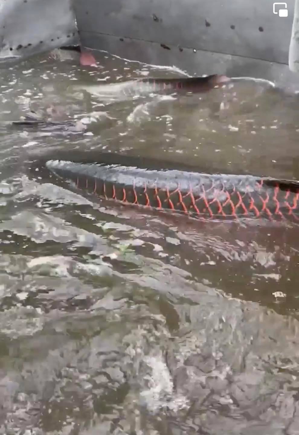 Xôn xao phóng sinh cá hải tượng khủng: Hành động phản cảm, vi phạm pháp luật-2