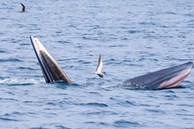 Cá voi liên tục xuất hiện trên biển Bình Định