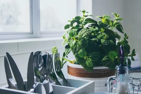 Thêm 5 thực phẩm rẻ tiền này vào nước uống sẽ giúp giảm cân, ngừa bệnh, càng uống càng đẹp-4