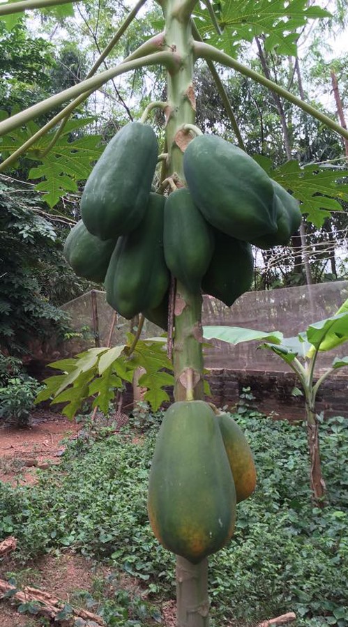 Nhà phố và vườn rộng thênh thang của nghệ sĩ không tuổi Chiều Xuân-18